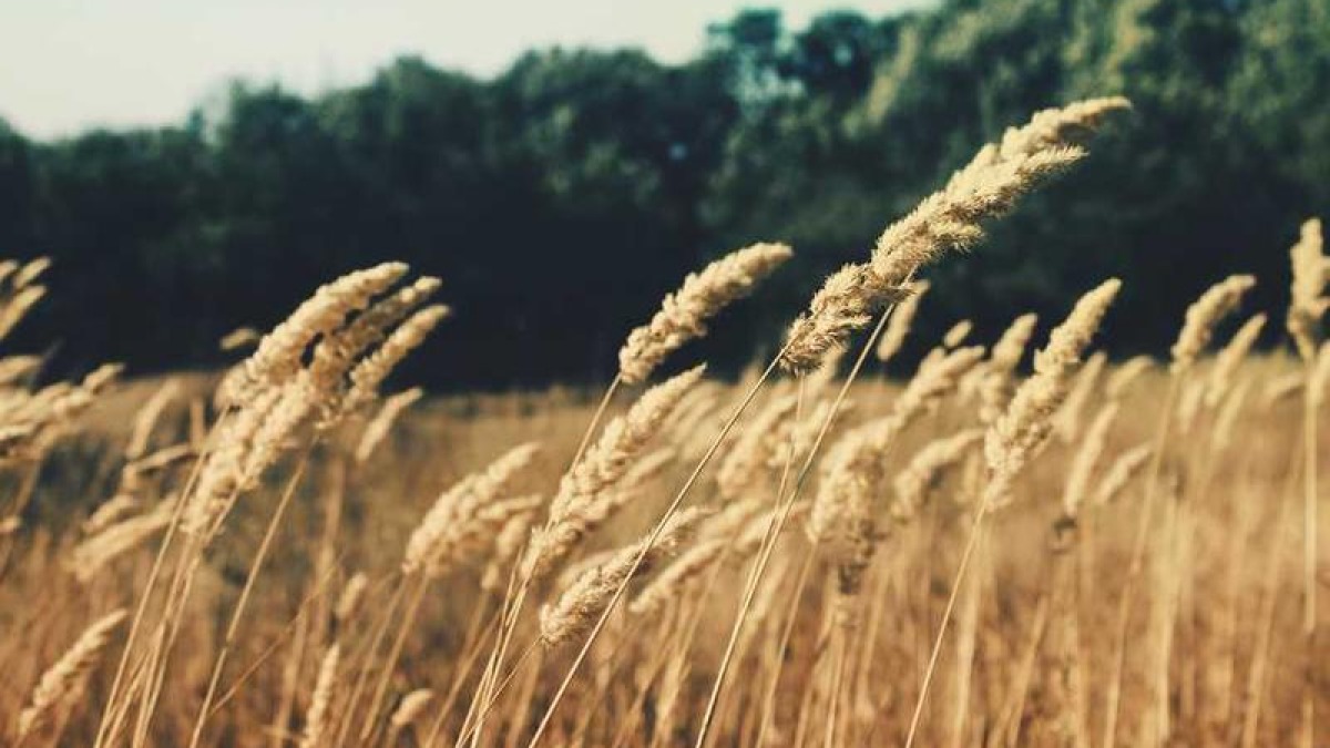 10 Essential Vitamins Your Body Needs Daily